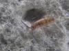 Tomocerus minor